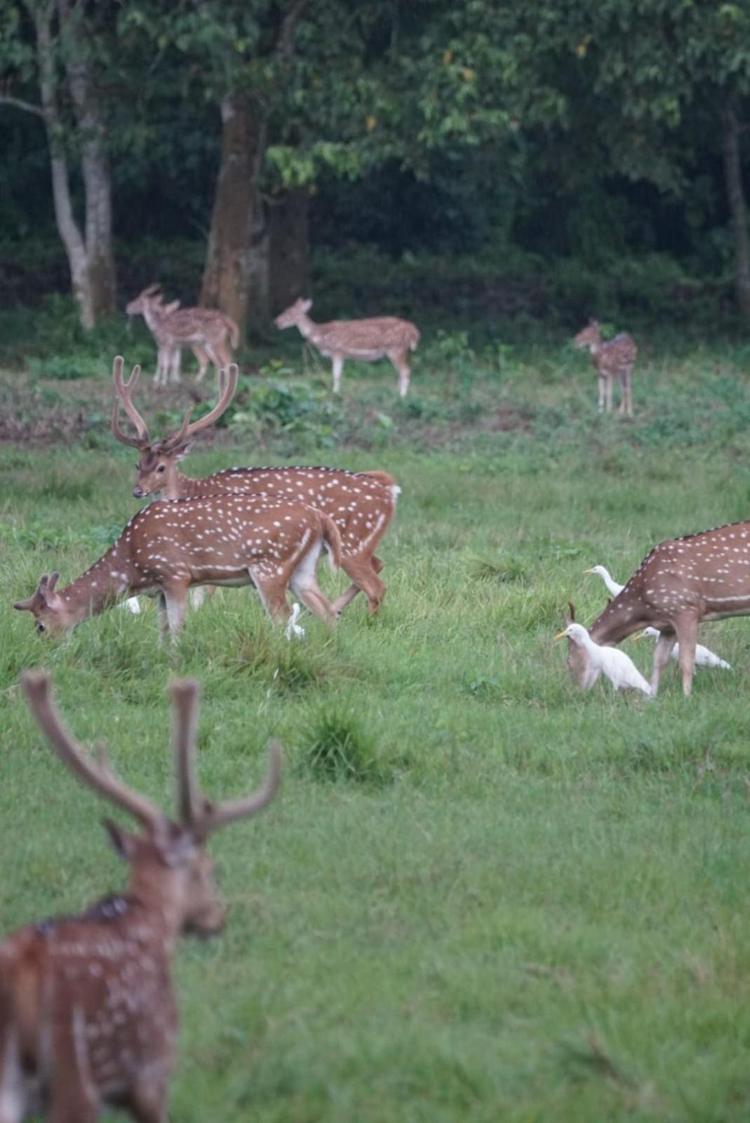 Hotel Sweetland Sauraha Luaran gambar